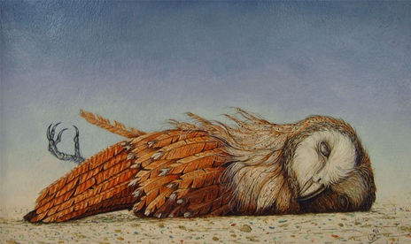 Dead owl