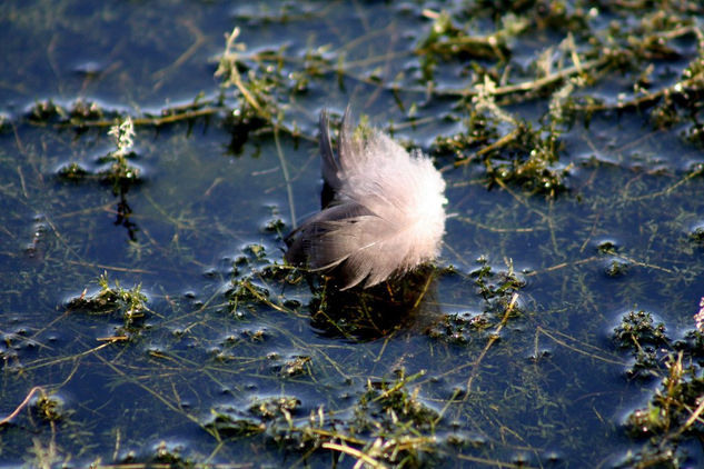 Feather Naturaleza Color (Digital)