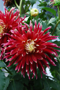 Dahlia's