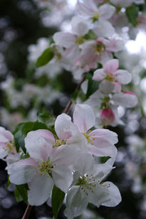 Cherry Blossoms