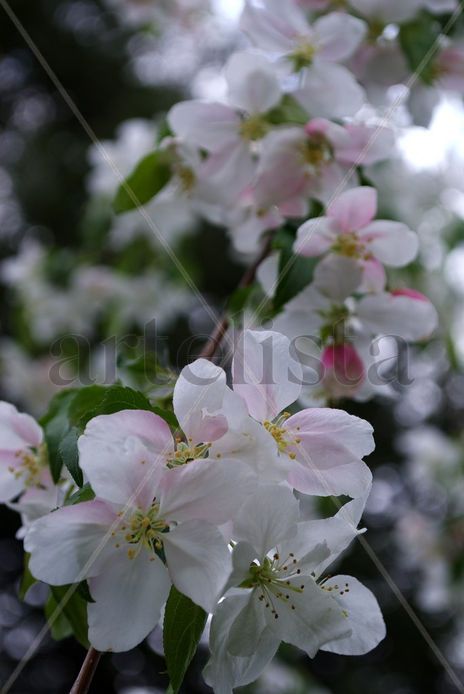 Cherry Blossoms