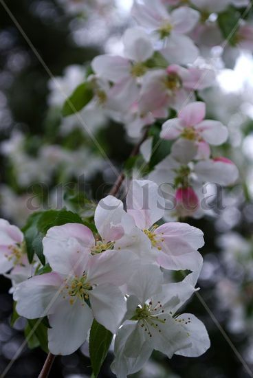 Cherry Blossoms Architecture and Interiorism Color (Digital)