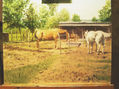 horses