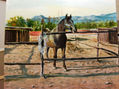 brown horse