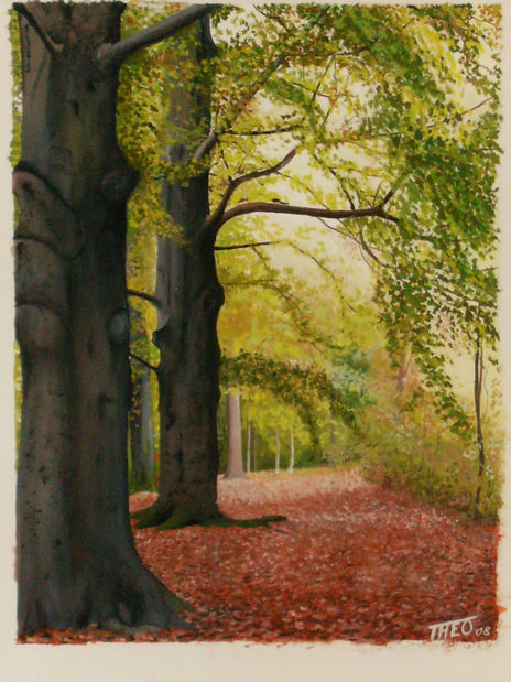 Beech trees in autumn