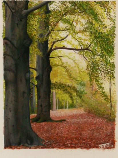 beech trees in autumn 