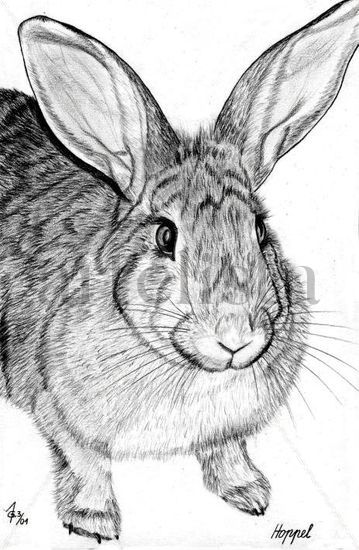 CONEJOS - RABBIT Pencil