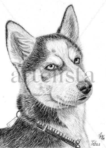 PERRO - DOG