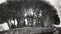 Beech trees, Isle of Whithorn