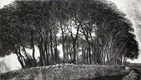 Beech trees, Isle...