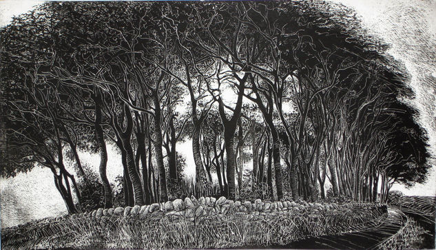 Beech trees, Isle of Whithorn 