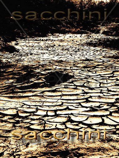 Arid