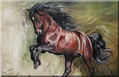 spanish stallion