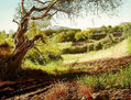 old tree