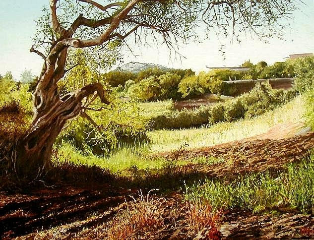 old tree 
