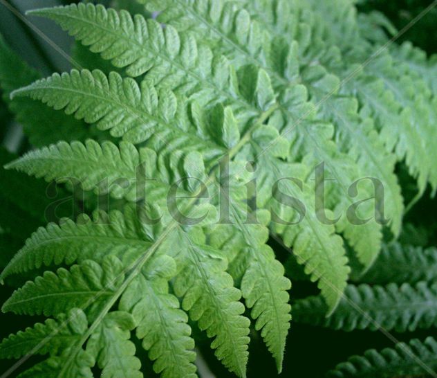 Hoja  de   helecho (fractal natural)