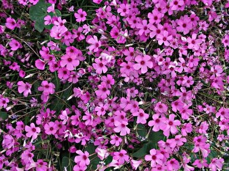 Treboles  en   flor