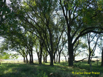 Los fresnos