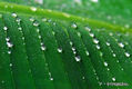 Raindrops On Green