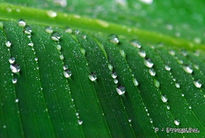 Raindrops On Green