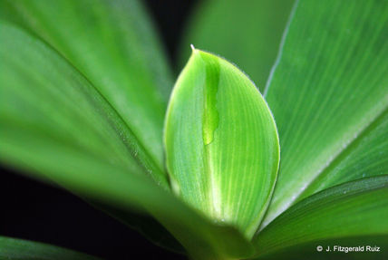 Nature's Tear