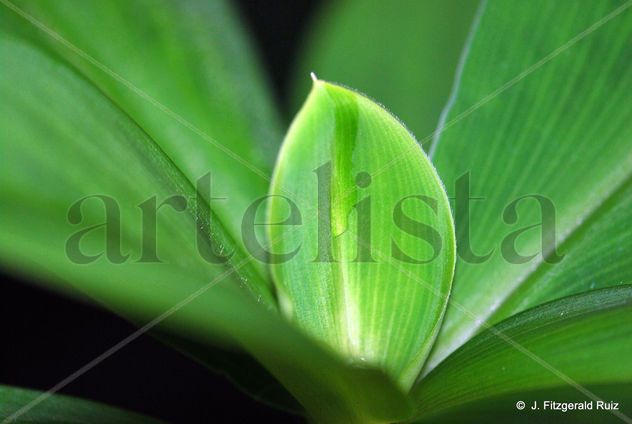 Nature's Tear