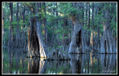 Bayou Blues