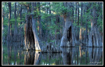 Bayou Blues