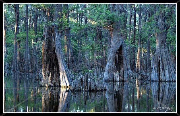 Bayou Blues 