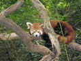 Wellington Luk - Red Panda - Photography