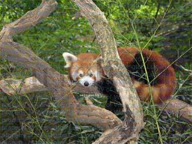 Wellington Luk - Red Panda - Photography Nature Color (Digital)