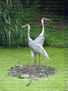 Wellington Luk - Birds - Photography
