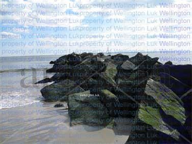 Wellington Luk -...