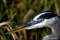 Great Blue Heron Portrait