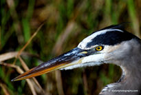 Great Blue Heron...