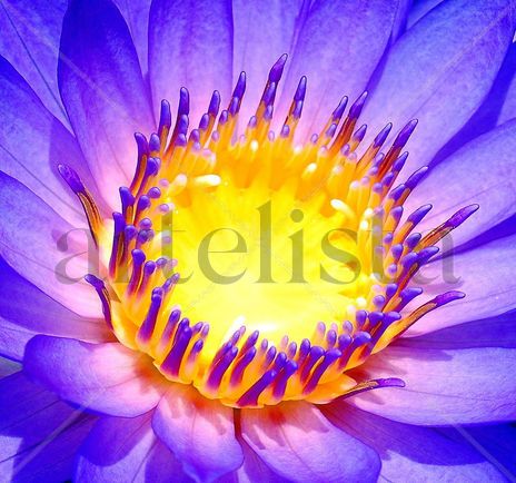 Splendors Embrace