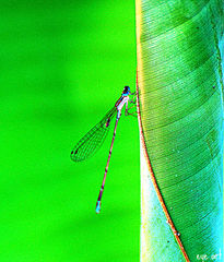 Damselfly On The Edge