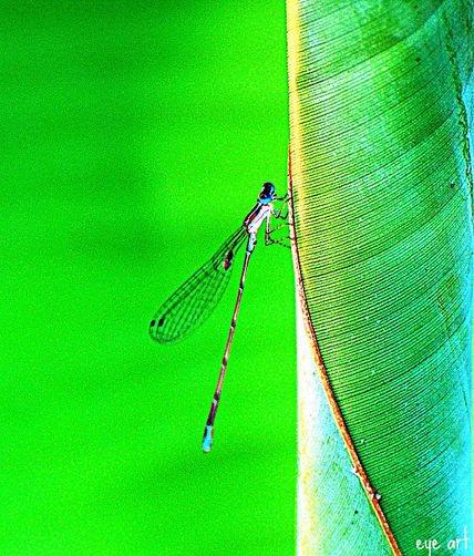 Damselfly On The Edge