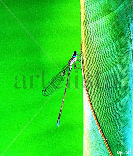 Damselfly On The Edge