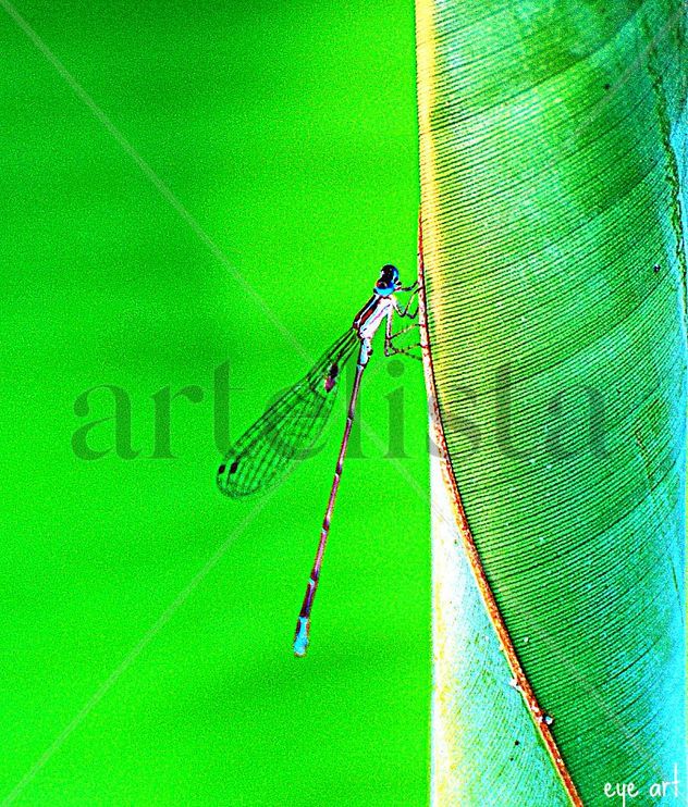 Damselfly On The Edge