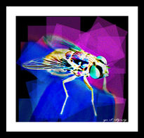 Abstract Of A Fly