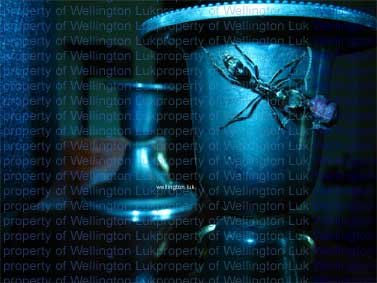 Wellington Luk -...