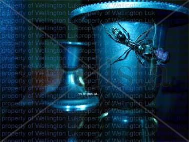 Wellington Luk -...