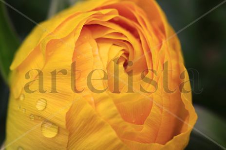 Yellow Flower
