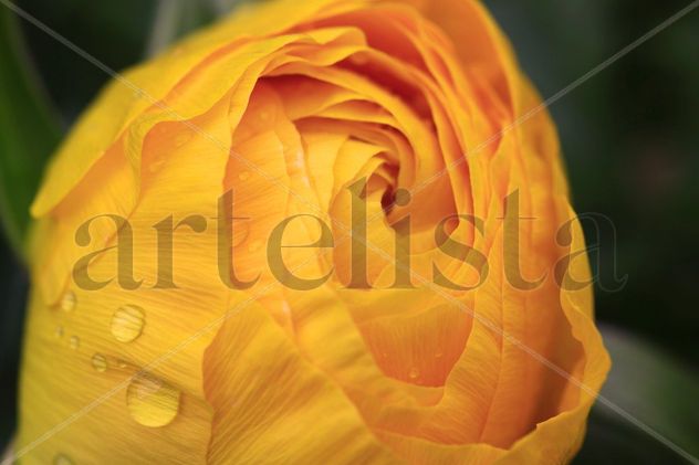 Yellow Flower