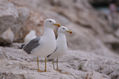 Gulls