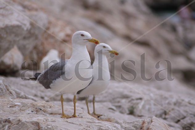 Gulls Nature Color (Digital)