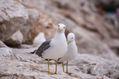 Gulls II