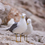 Birds thumbnail 2