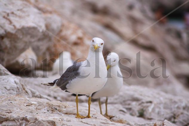 Gulls II Nature Color (Digital)